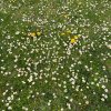LA PAQUERETTE, humble et discrète, elle déploie ses couleurs blanches et jaunes. C'est un capitule, les fleurs blanches sont femelles et les jaunes sont mâles. MONIQUE PINAULT